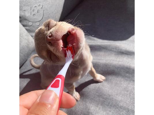 PoulaTo: Διατίθενται κουτάβια Chihuahua